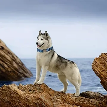 Blue Shark Pattern Dog Collar for Stylish Large Dogs