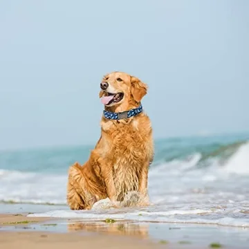 Blue Shark Pattern Dog Collar for Stylish Large Dogs