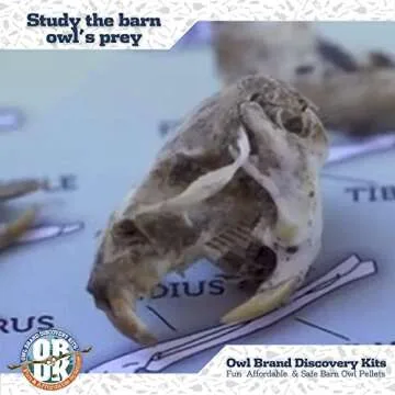Owl Brand Discovery Kits Jumbo Owl Pellets for Dissection