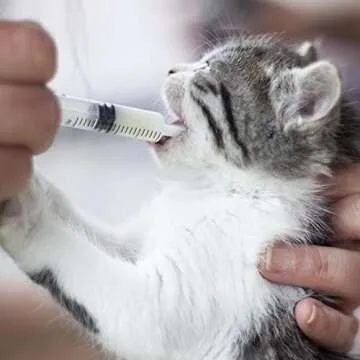 4 Pack 20mL Syringes for Lip Gloss Making Supplies Liquid TKP Lipgloss Base Flavoring Oil Oral Medicine Injection Feeding- with Tip Cap and Pipettes