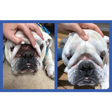 Squishface Wrinkle Paste for Bulldogs and Pugs - 2 Oz