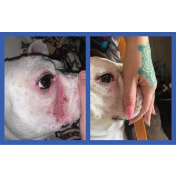 Squishface Wrinkle Paste for Bulldogs and Pugs - 2 Oz