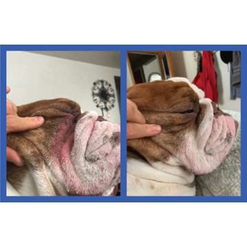 Squishface Wrinkle Paste for Bulldogs and Pugs - 2 Oz