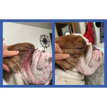 Squishface Wrinkle Paste for Bulldogs and Pugs - 2 Oz