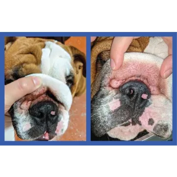 Squishface Wrinkle Paste for Bulldogs and Pugs - 2 Oz