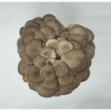 Forest Origins Oyster Mushroom Grow Kit - Easy & Gourmet