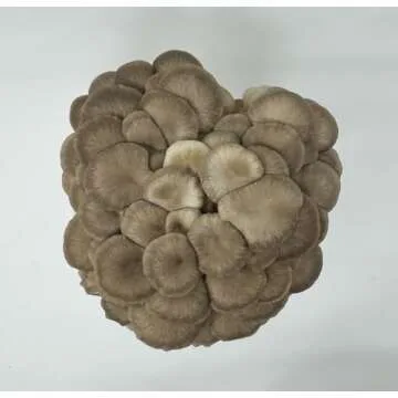 Forest Origins Oyster Mushroom Grow Kit - Easy & Gourmet