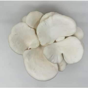 Forest Origins Oyster Mushroom Grow Kit - Easy & Gourmet