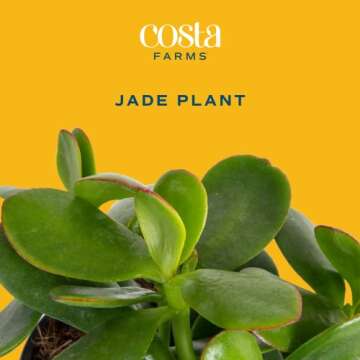 Costa Farms Succulent Live Plant, Jade Plant, Potted in Modern Decor Planter with Potting Soil Mix, ...