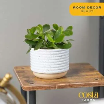 Costa Farms Live Jade Plant - Stylish Home Decor Gift
