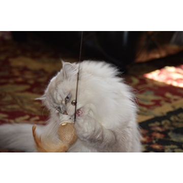 Interactive Cat Teaser Wand Toys Set of 3 for Fun Play