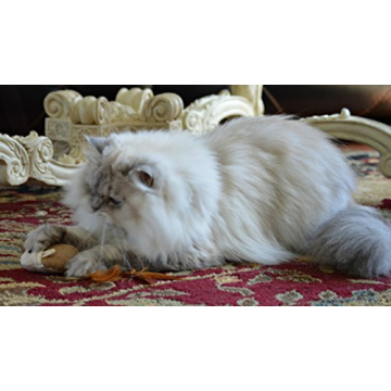 Interactive Cat Teaser Wand Toys Set of 3 for Fun Play