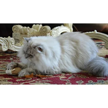 Interactive Cat Teaser Wand Toys Set of 3 for Fun Play