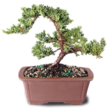 Brussel's Medium Green Mound Juniper Outdoor Bonsai Tree