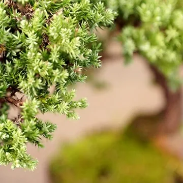 Brussel's Medium Green Mound Juniper Outdoor Bonsai Tree
