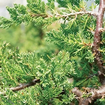 Brussel's Medium Green Mound Juniper Outdoor Bonsai Tree