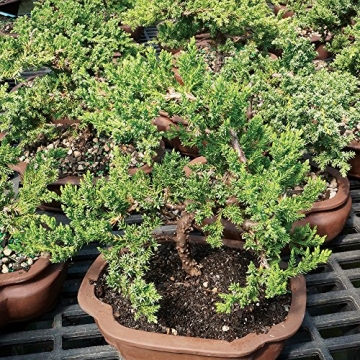 Brussel's Medium Green Mound Juniper Outdoor Bonsai Tree