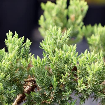 Brussel's Medium Green Mound Juniper Outdoor Bonsai Tree