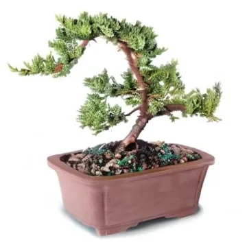 Brussel's Medium Green Mound Juniper Outdoor Bonsai Tree