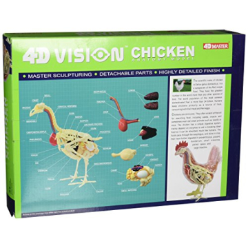Tedco 4D Vision Chicken Anatomy Model - Learn Anatomy