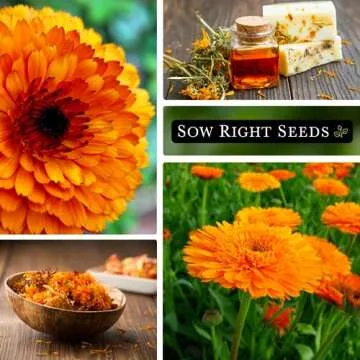 Ball's Orange Calendula Seeds - Easy To Grow & Pollinator Friendly