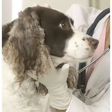 Adenna Handy Guard 4 mil Latex Powder Free Gloves (White, Large) Box of 100