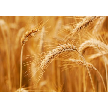 Organic Kamut Wheat Berries – Non-GMO Whole Grain 25 lbs