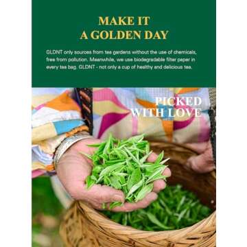 GLDNT Organic Decaf Green Tea Bags - 100 Count