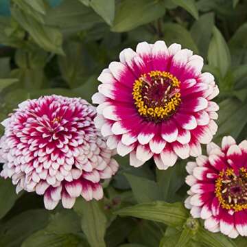 Park Seed Zinnia Flower Plant Seeds, Easy to Grow, Perfect for Spring Garden, Hidden Dragon, Pack of...