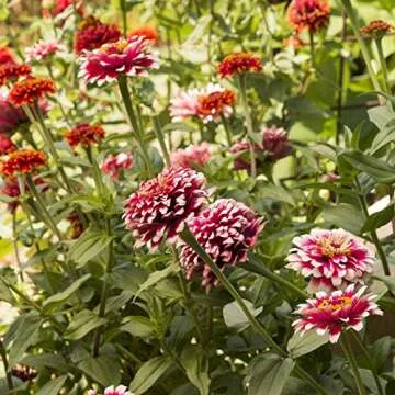 Park Seed Zinnia Flower Plant Seeds, Easy to Grow, Perfect for Spring Garden, Hidden Dragon, Pack of 50