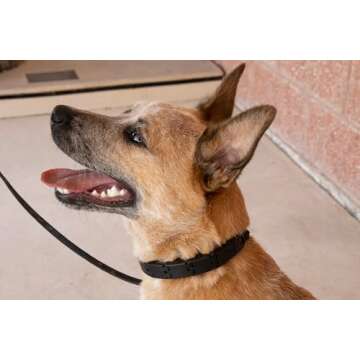 Starmark Pro-Training Dog Collar Add-A-Link Large