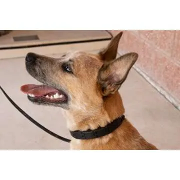 Starmark Pro-Training Adjustable Dog Collar Large