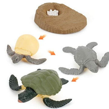 Explore the Sea Turtle 4 PCS Life Cycle Model Set - Fun Educational Toy for Kids