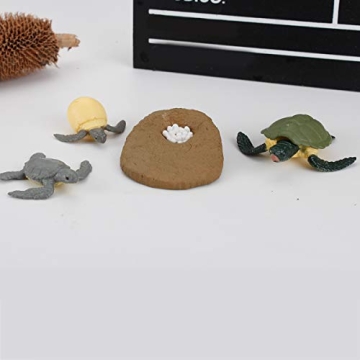 4 PCS Sea Turtle Growth Life Cycle Educational Model Set