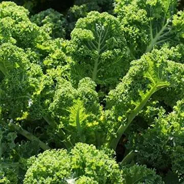 Organic Kale Seeds - 500 USDA Organic, Non-GMO Seeds