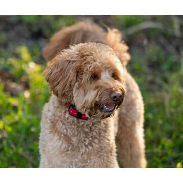 Educator CPAD-011 Dog Training Collar Receiver Comfort Pad, Improves Contact, Reduces Irritation and Skin Sensitivities, Winged Ultra Comfort, Long Hair