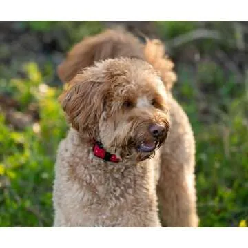 Educator CPAD-011 Dog Training Collar Receiver Comfort Pad, Improves Contact, Reduces Irritation and Skin Sensitivities, Winged Ultra Comfort, Long Hair