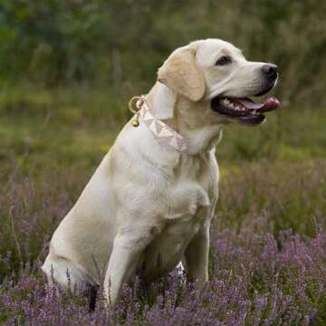 Dog Leather Collar and 4 ft Leash, KUDES Adjustable Basic Collar with Bell Leather Pet Leash Set, Checkered Pattern Durable Leather Collar and Leash with Metal Buckle for Small Medium Large Dogs