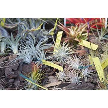 12 Pcs Tillandsia Air Plant Lot/Kit Includes 11 Plants and 1 Bottle of Organic Air Plant Fertilizer Food/Plus Gifting Box