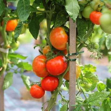 KINGLAKE Garden Green Zip Ties - 100 Pack Heavy Duty