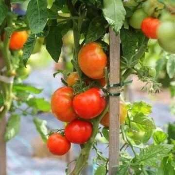 KINGLAKE Garden Green Zip Ties - 100 Pack Heavy Duty