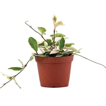 American Plant Exchange Live Hoya Carnosa Krimson Queen Plant Pot, Elegant Indoor Decor Choice