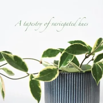 Live Hoya Krimson Queen Plant for Home and Garden Decor