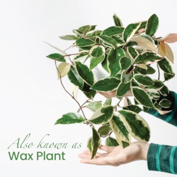 Live Hoya Krimson Queen Plant for Home and Garden Decor