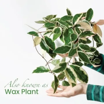 Live Hoya Krimson Queen Plant for Home and Garden Decor