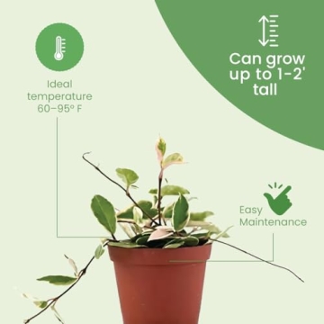 Live Hoya Krimson Queen Plant for Home and Garden Decor