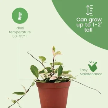 Live Hoya Krimson Queen Plant for Home and Garden Decor