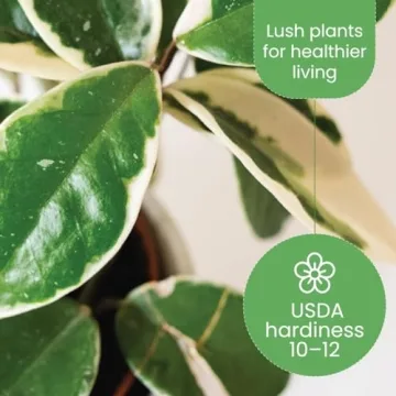 Live Hoya Krimson Queen Plant for Home and Garden Decor