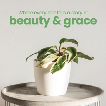 Live Hoya Krimson Queen Plant for Home and Garden Decor