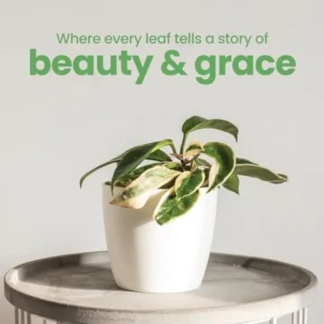 Live Hoya Krimson Queen Plant for Home and Garden Decor